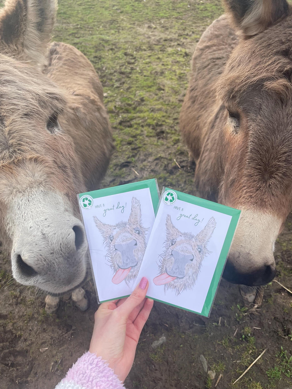 Donkey A6 Cards, pack of x3:  illustrated by hand for animal lover, special day