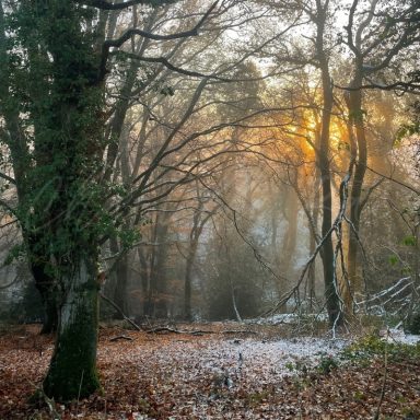 Sunlight filters through trees in a misty forest, with frost on the ground and fallen leaves.