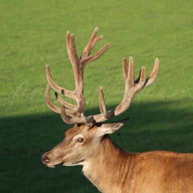 A close-up of a deer with large antlers set against a green background.