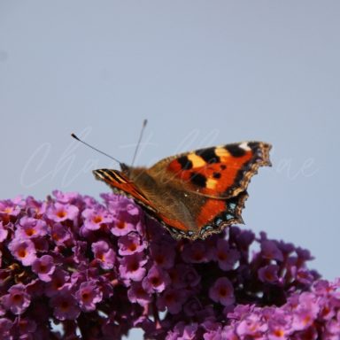 A butterfly with orange and black patterns resting on purple flowers.
