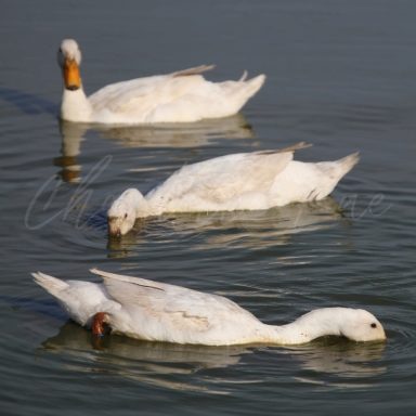Three white ducks swimming and foraging in calm water.