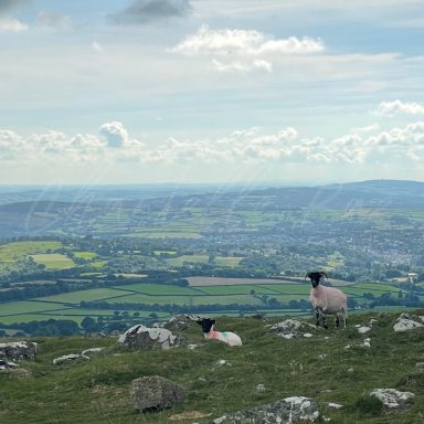 Two sheep grazing on a grassy hillside with a panoramic view of the countryside.