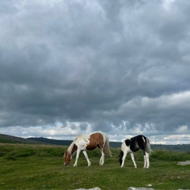 Two horses graze on green grass under a cloudy sky.