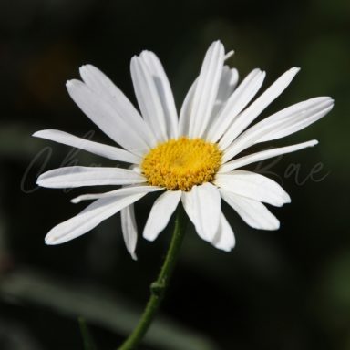 White daisy with a yellow centre, surrounded by green foliage.