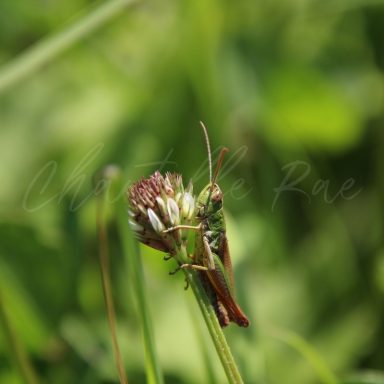 A grasshopper perched on a clover flower surrounded by greenery.